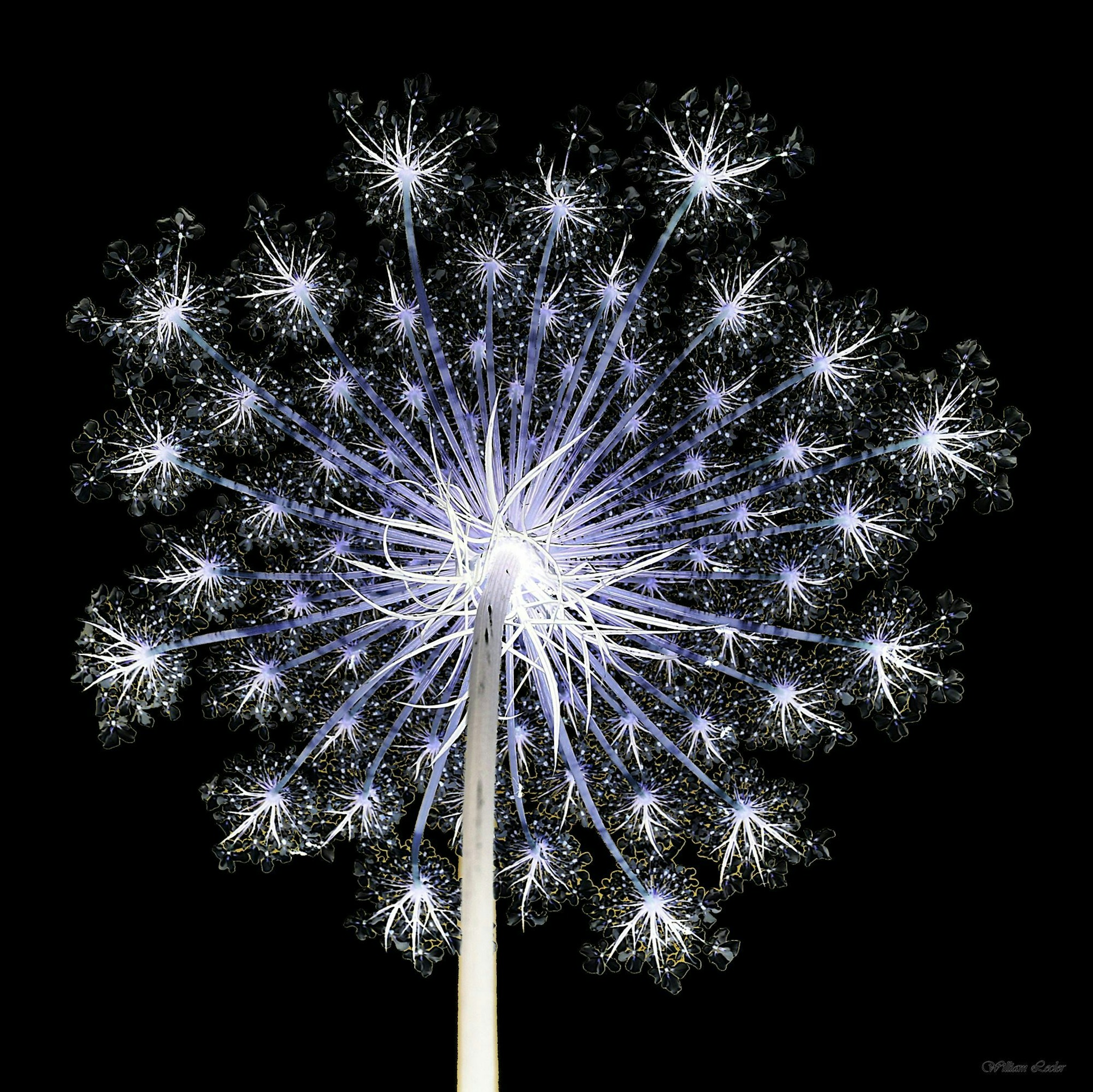 Un immense merci à Willy pour sa magnifique photo !